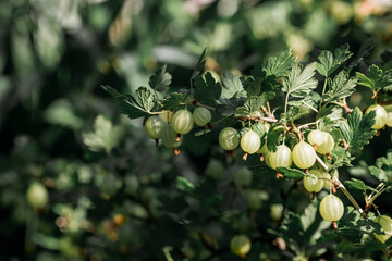 Green gooseberry on a bush branch in the garden at sunset. Garden summer berry.