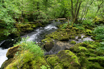 The source of the Radovna river and moss-covered rocks