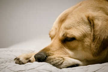 Tan dog sleeping on gray blanket.