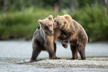 Obraz premium Two Brown Bear Siblings Playing and Wrestling