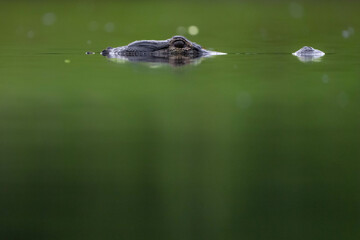 Close up of An American Alligator Resting at the Surface of the Water