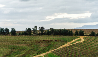 Young grapevines growing in neat rows near Franschhoek