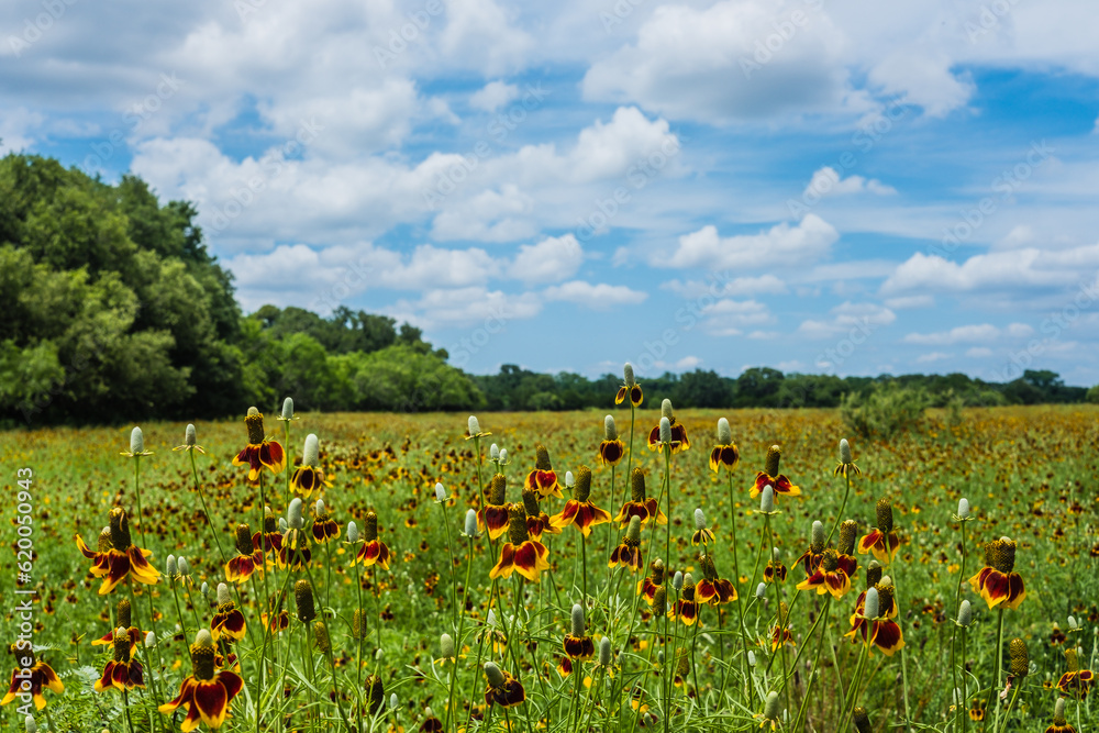 Wall mural field of wildflowers on texas hill country ranch.