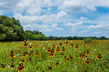 Field of wildflowers on Texas Hill Country ranch.