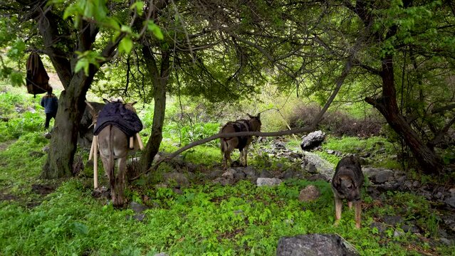 donkey and the dog near the tree
