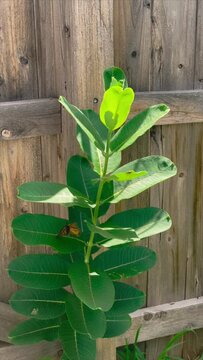Monarch butterfly flies around milkweed plant near wooden fence