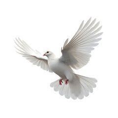 Dove isolated transparent background png Generative AI