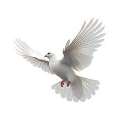 Fototapeta premium Dove isolated transparent background png Generative AI
