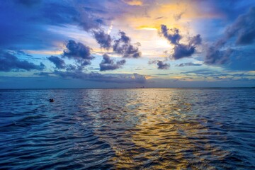 An American Alligator in Mobile Bay at sunset