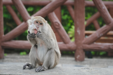 The hungry monkeys eating garbage from a plastic glass . Human-animal interaction. Pollution and environment problem concept.