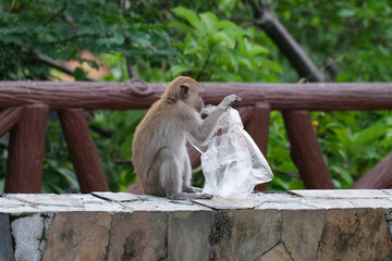 Fototapeta na wymiar The hungry monkeys eating garbage from a plastic bag . Human-animal interaction. Pollution and environment problem concept.