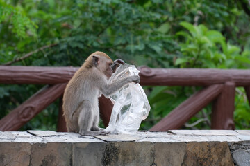 The hungry monkeys eating garbage from a plastic bag . Human-animal interaction. Pollution and environment problem concept.