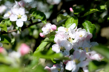 Blossoming apple tree branch in the garden