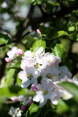 Obraz na płótnie Canvas Blossoming apple tree branch in the garden