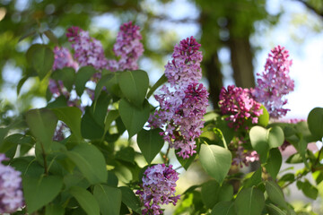 Lilac flowers in the garden