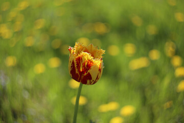 A fringed tulip blooms in the garden.