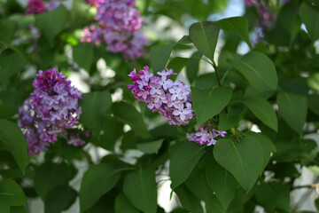 Lilac flowers in the garden