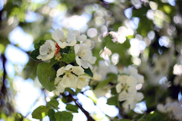Blossoming apple tree branch in the garden