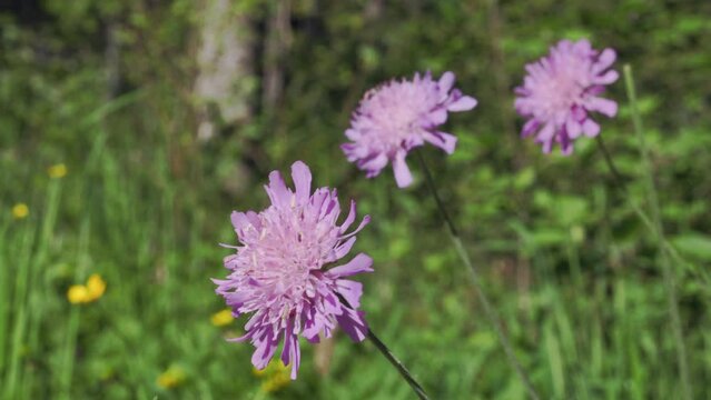 Pink scabious flowers in bloom