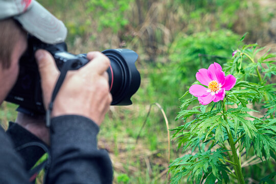 A botanist photographer takes a photo of a red forest field wild flower in the forest.