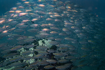 Big bait ball blue fin trevally fish schooling cyclone group around coral reef rock pinnacle in...