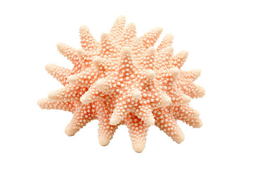 Smooth Star Coralon transparent background (PNG). Generative AI.