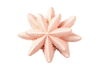 Smooth Star Coral on transparent background (PNG). Generative AI.