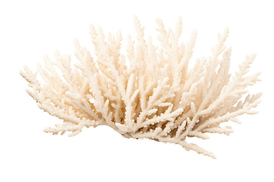 Staghorn Acropora corall on transparent background (PNG). Generative AI.