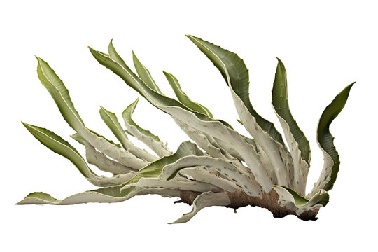 Staghorn Astreopora corall on transparent background (PNG). Generative AI.