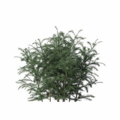 bush isolated on white background, 3D illustration, cg render