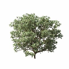 bush isolated on white background, 3D illustration, cg render