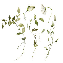 Watercolor floral set. Hand painted forest herbs, greenery, field foliage. Green leaves, leaf, wild flowers isolated on white background. Botanical illustration for design, print or background