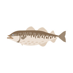 鱈（マダラ）。フラットなベクターイラスト。
Pacific cod. Flat designed vector illustration.