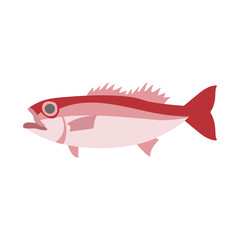 ノドグロ（アカムツ）。フラットなベクターイラスト。
Rosy seabass. Flat designed vector illustration.