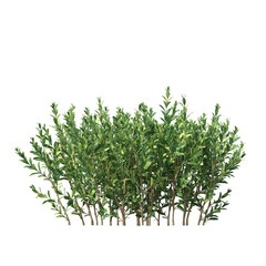 bush isolate on a transparent background, 3D illustration, cg render
