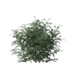 bush isolate on a transparent background, 3D illustration, cg render
