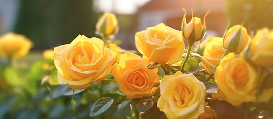 yellow rose flower in the garden of flowers and sunlight with bokeh,Generative AI