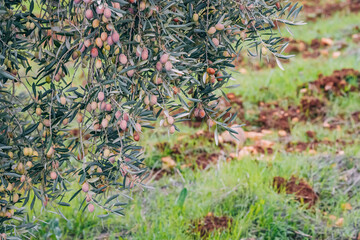 The branch of an olive tree bends under the weight of its bountiful harvest, as glossy green olives peek through the leaves, ready for the picking.