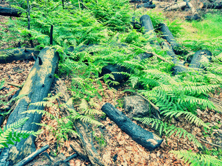 Forest after heavy fire. Burnt tree trunks in fern. The burnt forest