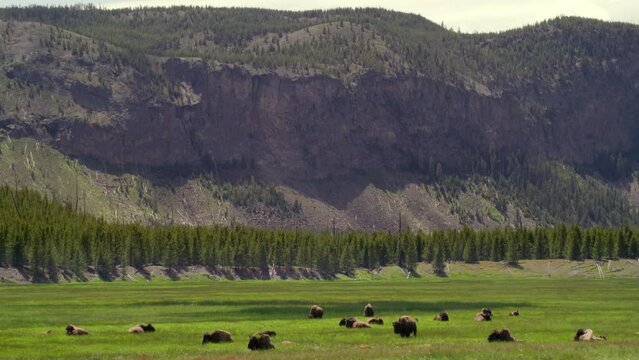 A lot of bisons family resting and chilling at the Valley in Yellowstone national park on the sunny day Wyoming USA 4K high-quality footage slow motion