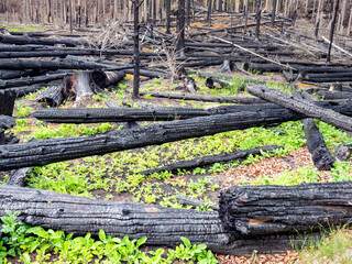 New born life between cut down burnt trees in forest park. - 620060792