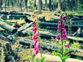 Purple foxglove blooms above burnt trees in a burnt forest.