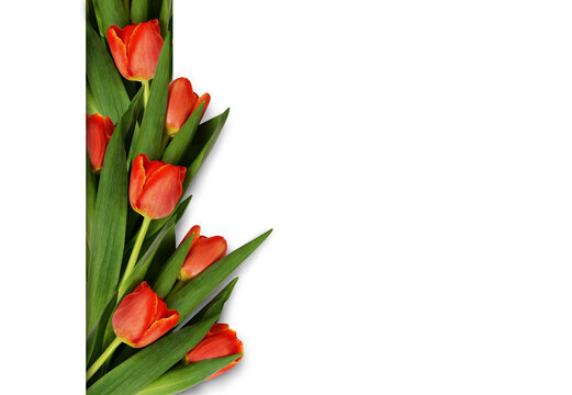 Red tulip flowers in a border arrangement isolated on white or transparent background