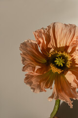 Delicate peach pink poppy flower stem bud on neutral beige background. Aesthetic close up view...