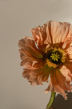 Delicate Peach Pink Poppy Flower Stem Bud On Neutral Beige Background. Aesthetic Close Up View Floral Composition With Sunlight Shadows