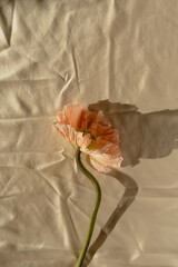 Beautiful peach pink poppy flower with sunlight shadows on crumpled golden fabric cloth. Aesthetic minimal floral composition with sun light shade