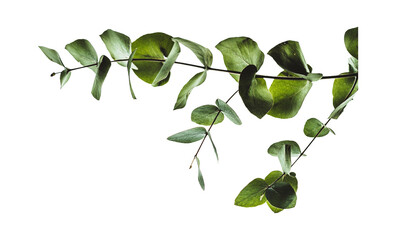 Minimal eucalyptus green leaves on transparent background. tropical foliage plant twigs with...