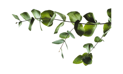 Minimal eucalyptus green leaves on transparent background. tropical foliage plant twigs with various shapes of leaves.