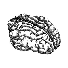 Hand-drawn pig brain sketch. Internal organs of farm animal drawings. Healthy food vector Illustrations on a white background. Pork organ meat, offal, ingredients, butchery design elements.