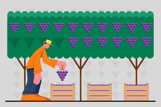 Male standing in garden and picks grapes in boxes. Time for winemaking process with organic grapes. Making alcohol drinks. Wine production industry. Vector flat illustration